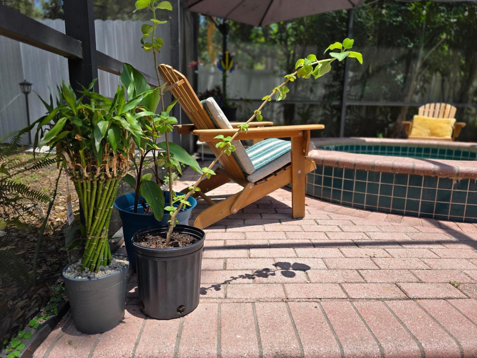 Jungle Oasis By Busch Gardens Usf And Amphitheater Tampa